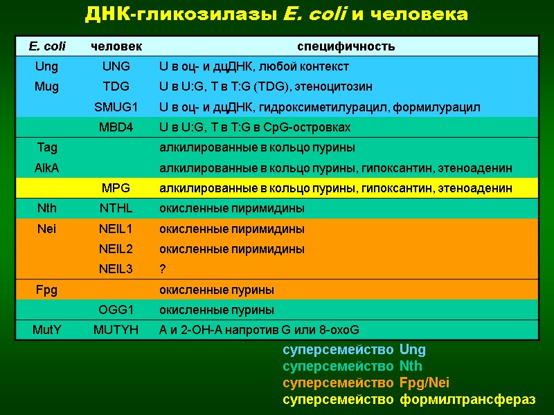 суперсемейство Ung суперсемейство Nth суперсемейство Fpg/Nei суперсемейство формилтрансфераз ДНК-гликозилазы E. coli и человека